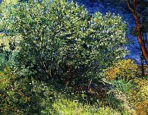 Vincent Van Gogh - Lilac Bush