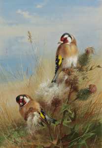 Archibald Thorburn - Goldfinches Among Thistles