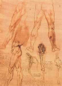 Leonardo Da Vinci - Studies of legs of man and the leg of a horse
