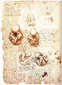 Leonardo Da Vinci - Drawing of the uterus of a pregnant cow