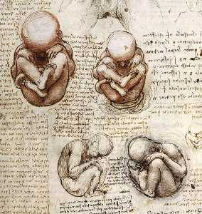 Leonardo Da Vinci - Views of a Foetus in the Womb.jpg