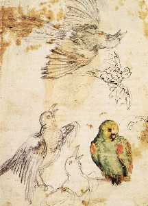 Giovanni Da Udine - Study of a Parrot and Other Birds