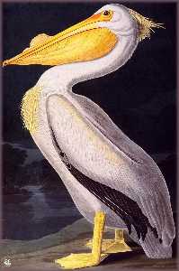 John James Audubon - american white pelican