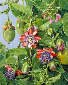 Marianne North - Flowers and Fruit of the Maricojas Passion Flower, Brazil