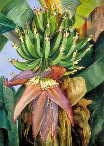 Marianne North - Flowers and Young Fruit of the Chinese Banana