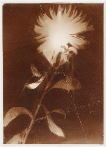 Laszlo Moholy Nagy - Untitled [flower]