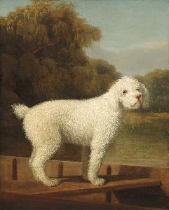 George Stubbs - White Poodle in a Punt