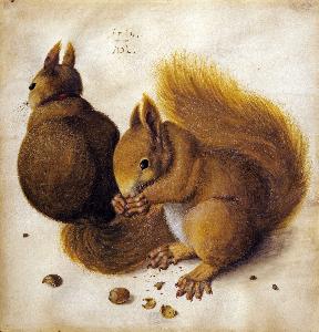 Albrecht Durer - Two squirrels