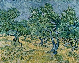 Vincent Van Gogh - Olive grove