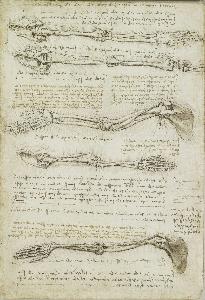 Leonardo Da Vinci - Recto: The bones of the foot. Verso: The bones and muscles of the arm