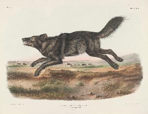 John James Audubon - Canis lupus, Linn. (Var. Ater.) Black American Wolf. Male. 1/3 Natural Size.