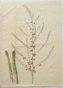 Johannes Simon Holtzbecher - Asparagus officinalis