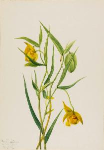 Mary Vaux Walcott - Golden Fairy Lantern (Calochortus amabilis)