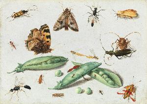 Jan Van Kessel The Elder - Peapods and Insects