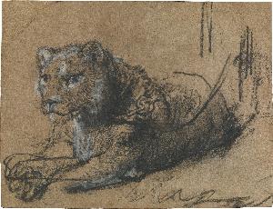 Rembrandt Van Rijn - Young Lion Resting