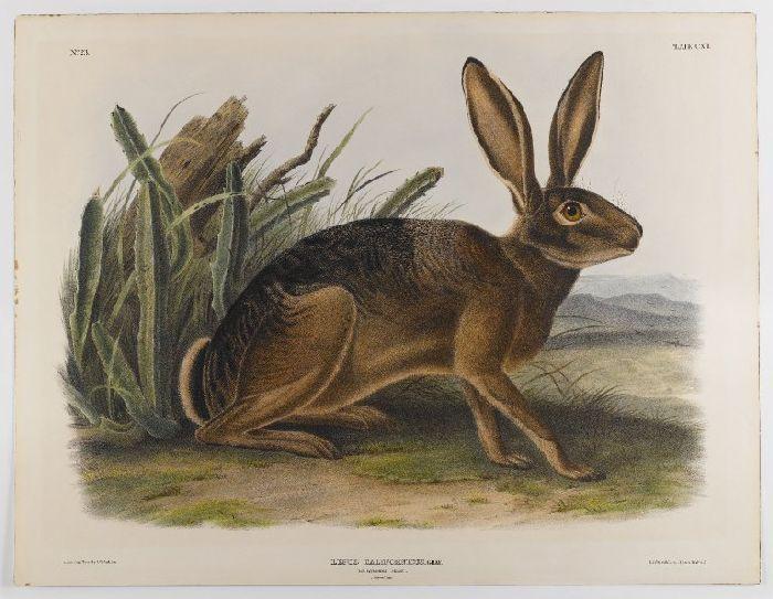  Museum Art Reproductions California Hare by John James Audubon (1785-1851, Haiti) | ArtsDot.com