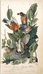 John James Audubon - American Robin, or Migratory Thrush . 1. Males. 2. Female. 3. Young. (Chesnut Oak. Quercus prinus.)