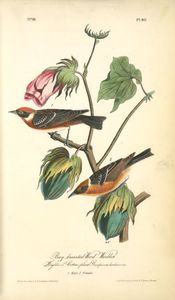 John James Audubon - Bay-breasted Wood-Warbler, 1. Male, 2. Female. (Highland Cotton-plant. Gossipium herbaceum)