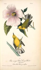 John James Audubon - Blue-winged Yellow Swamp-Warbler. 1. Male. 2. Female. (Cotton Rose. Hibiscus grandiflorus.)
