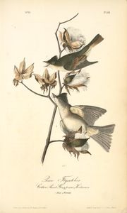 John James Audubon - Pewee Flycatcher. 1. Male; 2. Female. (Cotton Plant. Gossypium Herbaceum)