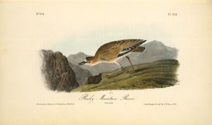 John James Audubon - Rocky Mountain Plover. Female