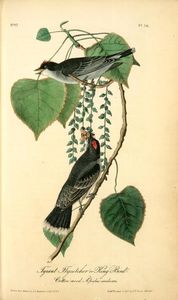 John James Audubon - Tyrant Flycatcher or King Bird. (Cotton wood. Populus candicans)