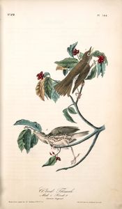John James Audubon - Wood Thrush . 1. Male. 2. Female.