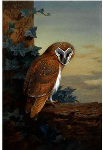 Archibald Thorburn - A Barn Owl