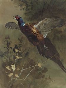 Archibald Thorburn - A Cock Pheasant In Flight