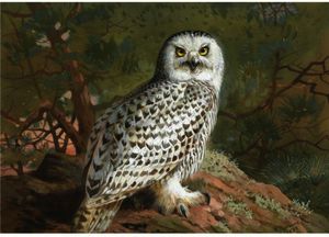 Archibald Thorburn - A Female Snowy Owl