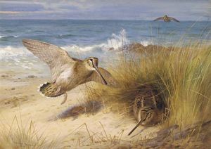 Archibald Thorburn - A Haven Of Rest. Woodcock On The Shore