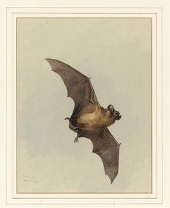 Archibald Thorburn - A Horse-Shoe Bat