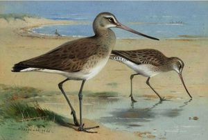 Archibald Thorburn - A Pair Of Black-Tailed Godwit