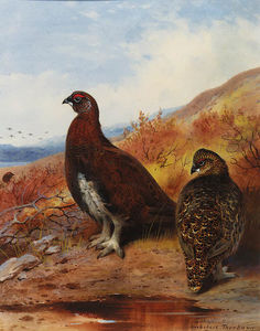 Archibald Thorburn - A Pair Of Red Grouse At The Water-s Edge, In Moorland