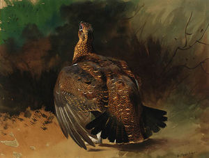 Archibald Thorburn - A Red Grouse Displaying
