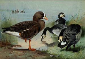 Archibald Thorburn - A White-Fronted Goose And Barnacle Geese