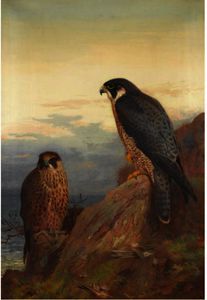 Archibald Thorburn - An Adult And Immature Peregrine