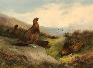 Archibald Thorburn - Autumn Glory. Red Grouse On The Scottish Moors