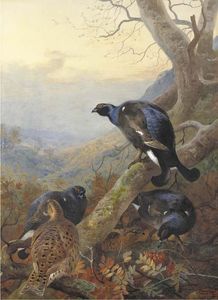 Archibald Thorburn - Black Cock And Grey Hen, On A Rowan Tree