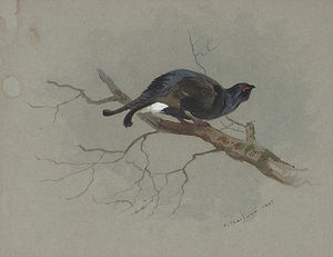 Archibald Thorburn - Black Grouse In A Tree
