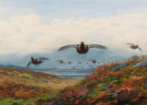 Archibald Thorburn - Red Grouse In Flight Over Moorland