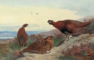 Archibald Thorburn - Red Grouse On A Rocky Outcrop