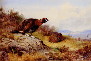 Archibald Thorburn - Red Grouse On The Moor