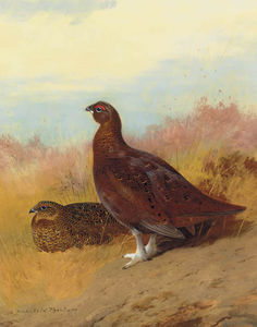 Archibald Thorburn - Red Grouse