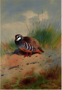 Archibald Thorburn - Red-Legged Partridge