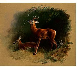 Archibald Thorburn - Roe Deer