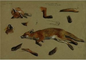 Archibald Thorburn - Studies Of A Recumbent Fox