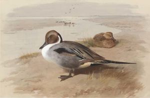 Archibald Thorburn - Two Pintails In A Natural Setting