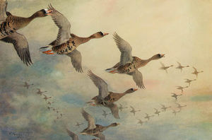 Archibald Thorburn - White-Fronted Geese In Flight