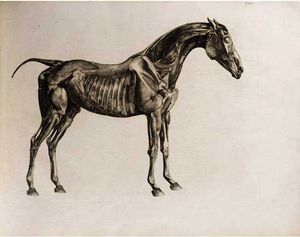 George Stubbs - The Anatomy Of The Horse
